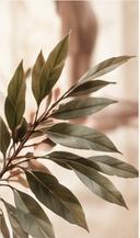 A sunlit olive branch